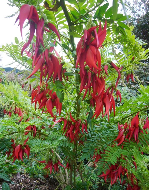 Kakabeak (Clianthus maximus) at CUE Haven – Aug/Sept 2015